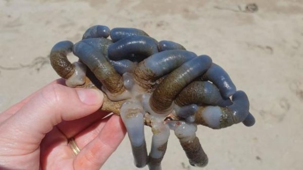 开云(中国)kaiyun网页版登录入口开云体育这些蓝色管状生物附着在岩石上-Kaiyun网页版·「中国」开云官方网站 登录入口