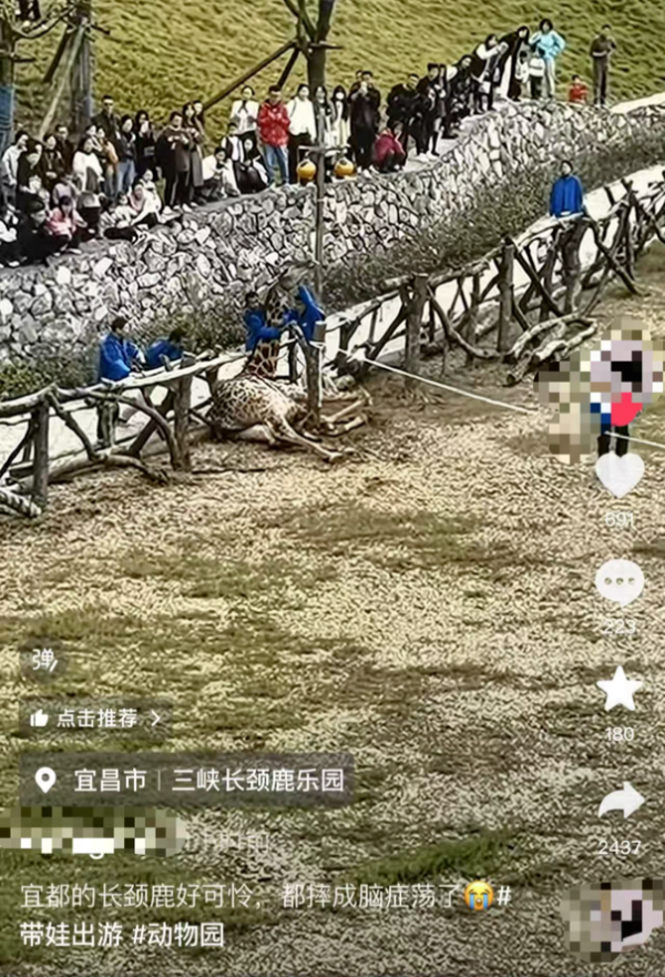 欧洲杯体育一头长颈鹿跌倒后站不起来-Kaiyun网页版·「中国」开云官方网站 登录入口